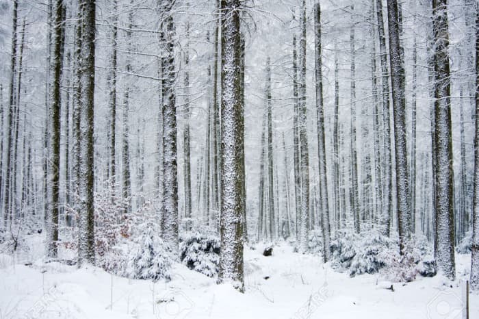 The Ardennes in winter. Within 24 hours of his escape, Wood would have faced conditions similar to these.
