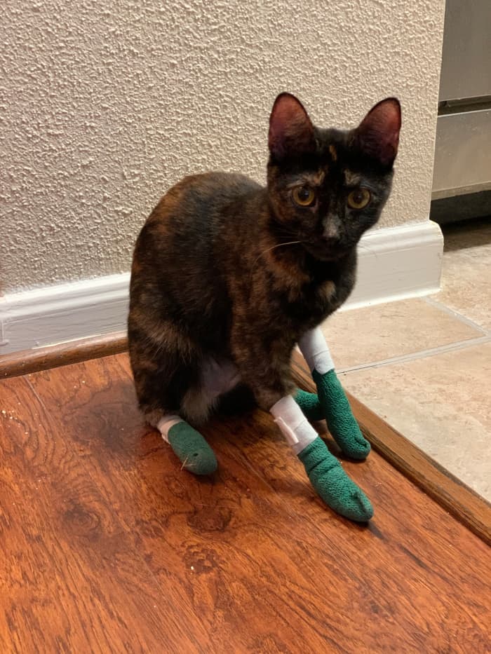 Ziva went through surgery perfectly. Her bandages were only on for about 2 days. When they were removed, her feet were slightly sensitive. She was able to walk on them.