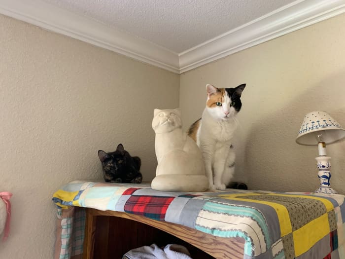 Bella, the calico, is 11 years old. Ziva, the tortie, is 2 years old. Both are SOLELY indoor cats. They are my babies, and both are four-claw declawed.