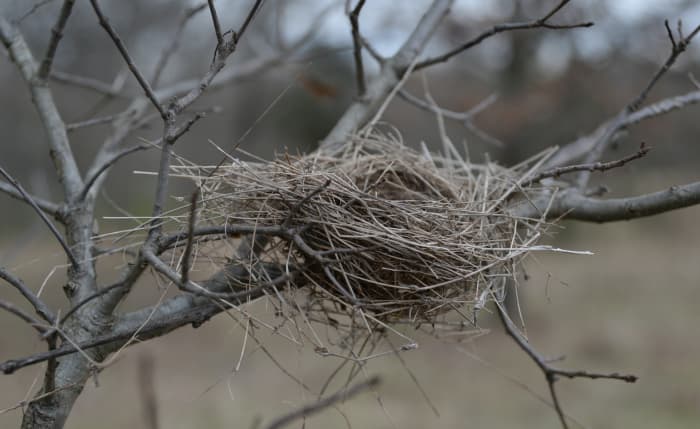 Empty Nest Syndrome occurs to a parent when their last child leaves the home.