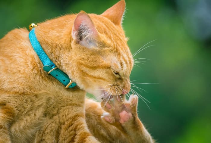 No matter how well your cat grooms, things do get stuck between the toes.