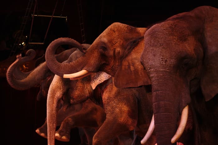 water-for-elephants