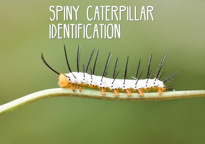 Read on and learn to identify spiny caterpillars. Pictured above is the zebra butterfly's very spiny caterpillar.