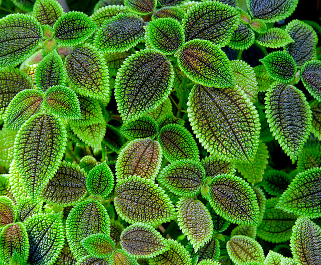 The plant loves humidity. It's a good idea to mist it twice a week, if your home is on the dry side.
