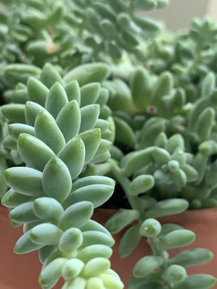 Burro's tail has a delightful shape. The plant will make a room come alive and add a touch of enthusiasm.