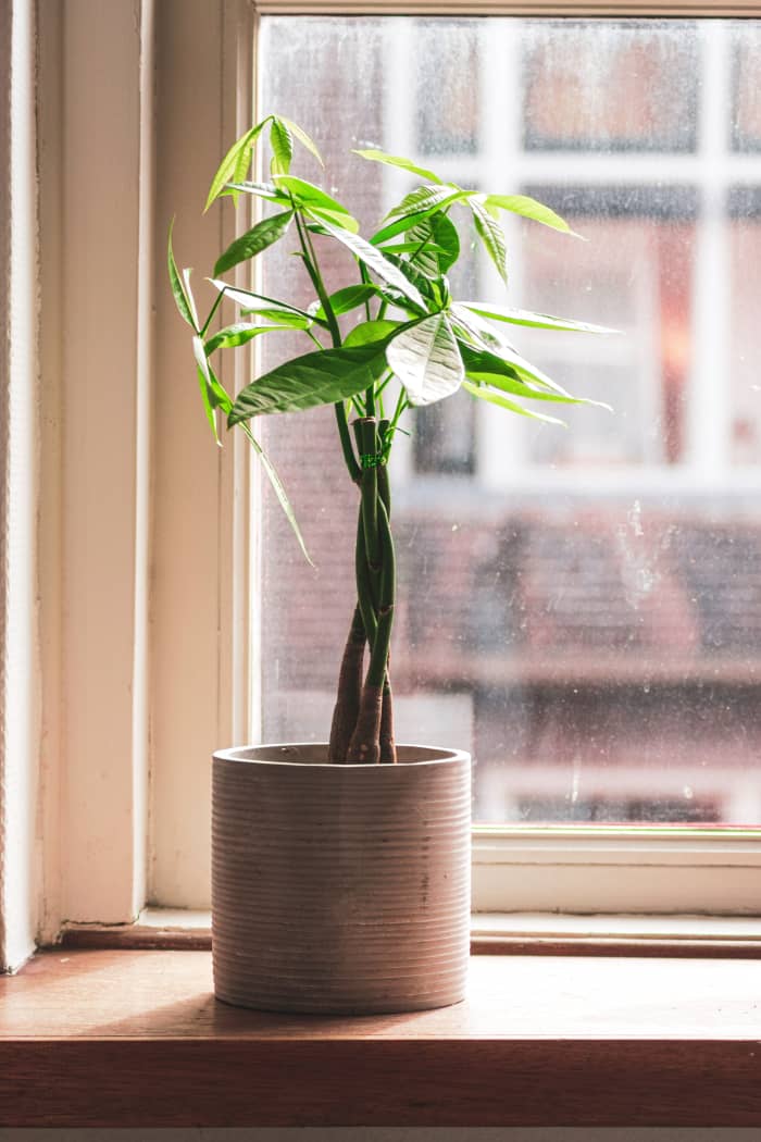 The money tree has relatively smooth bark that's brown to gray and slightly cracked. It has leathery leaves.