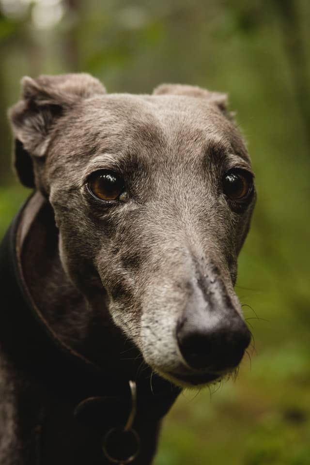 Alabama Rot got its name from a disease that was seen in greyhounds in the 1980s.