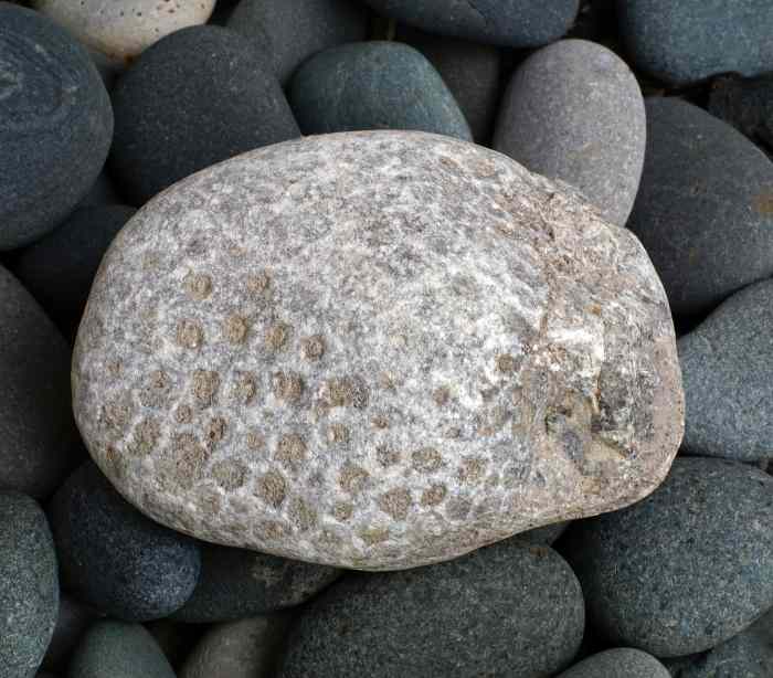 Identifying the Fossils and Corals (Crinoids, Bryozoans, Etc.) on the