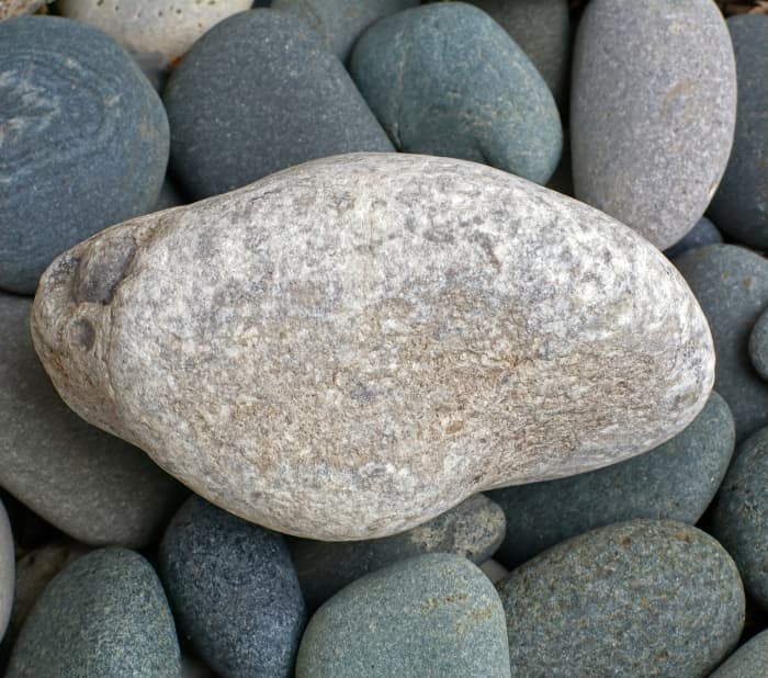 Side view of Petoskey Stone (Hexagonaria, percarinata) Coral Fossil found on Lake Michigan, Oval Beach