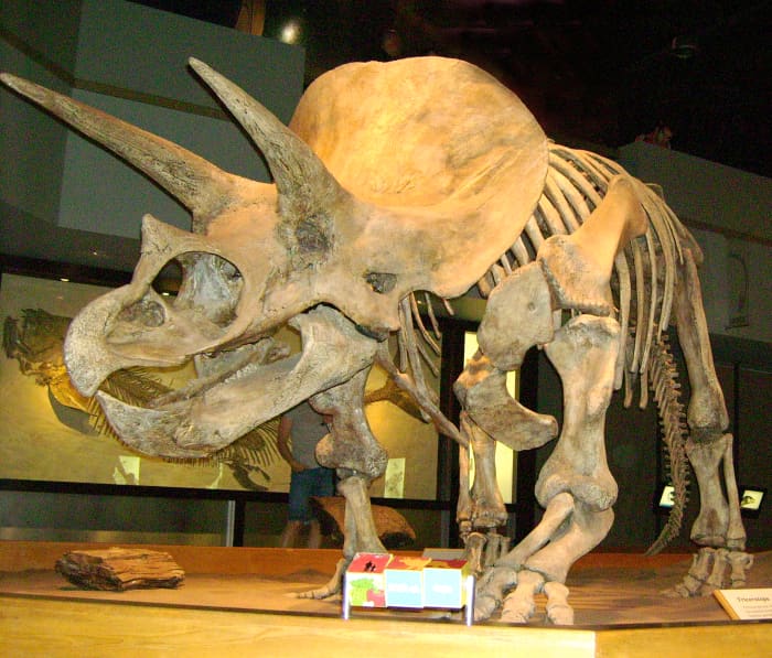 Triceratops were named because of their three horns.