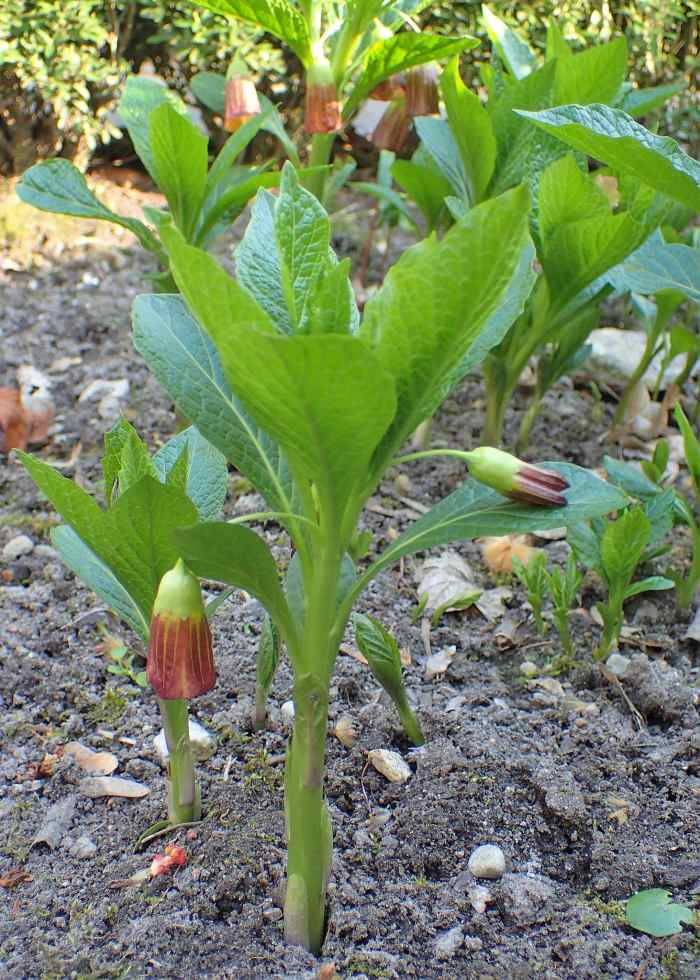 The History, Botanical Origin, and Medical Uses of Scopolamine