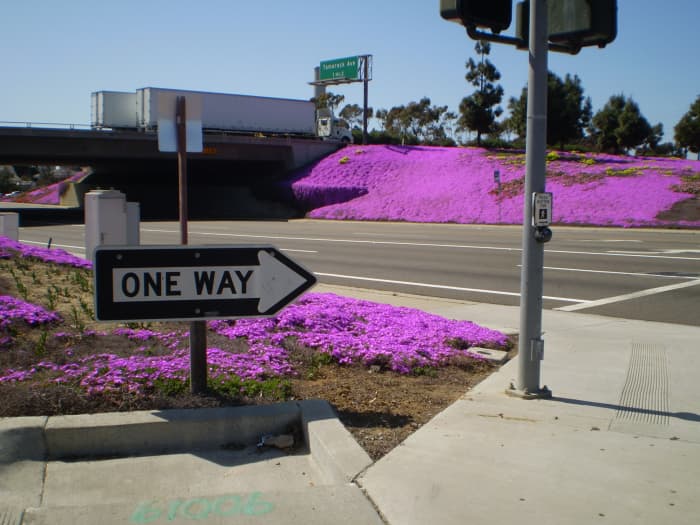 The prettiest Interstate exit in SoCal (at least in March). Cannon Road (exit 48) on I-5 in Carlsbad.