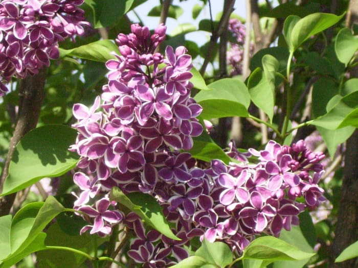 "Sensation" (Syringa vulgaris) a dark purple lilac with a white border. It was discovered accidentally by a Dutch hybridizer who proceeded to develop it.