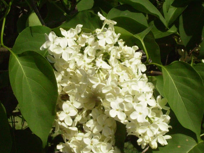 And, last of all, the "Primrose" lilac, billed as the only variety of lilac with yellowish flowers. They have been working on this since I was a teenager and I think they still have a ways to go. While beautiful, to me this is about as "yellow" as