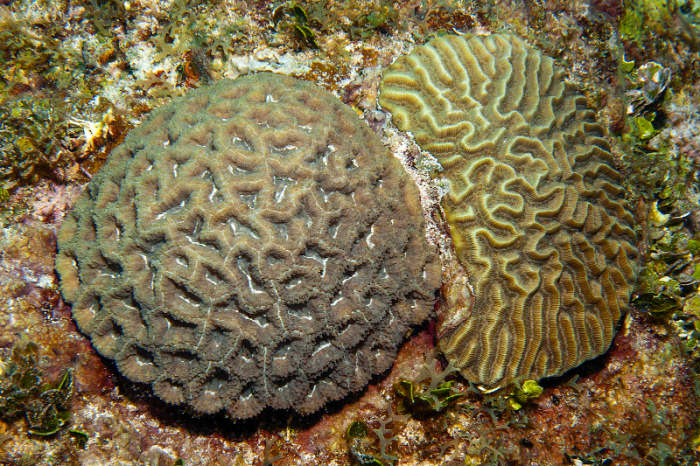 Rough Star Coral Left: (Isophyllastrea, rigida) Right: Symmetrical Brain Coral (Diploria strigosa) Living Samples