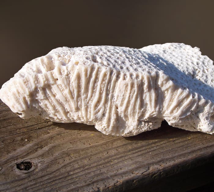 Blushing Star Coral (Stephanocoenia, michelinii) Fossil Skeleton (Side view showing flat plate or encrusting form)