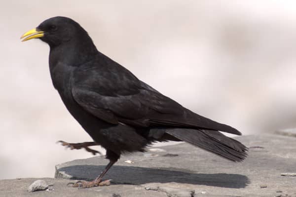 The Alpine Choughs are birds that will greet you in large numbers at Mana Village - they look like normal crows till you see their beaks
