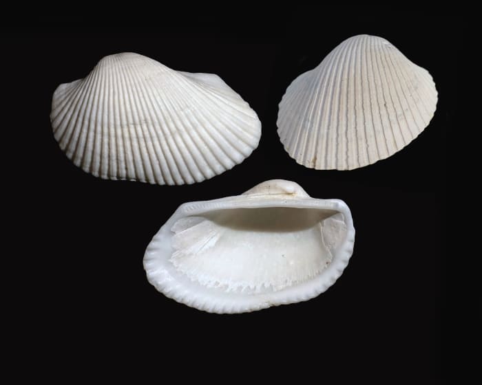 Clam Identification and Facts (From Arks to Tellins) - Owlcation