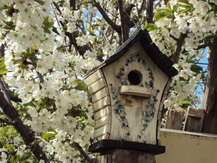 It is never too late to start more seeds in the spring, but when the blossoms are on the cherry trees and the birds are nesting. you can plant them directly in the ground.