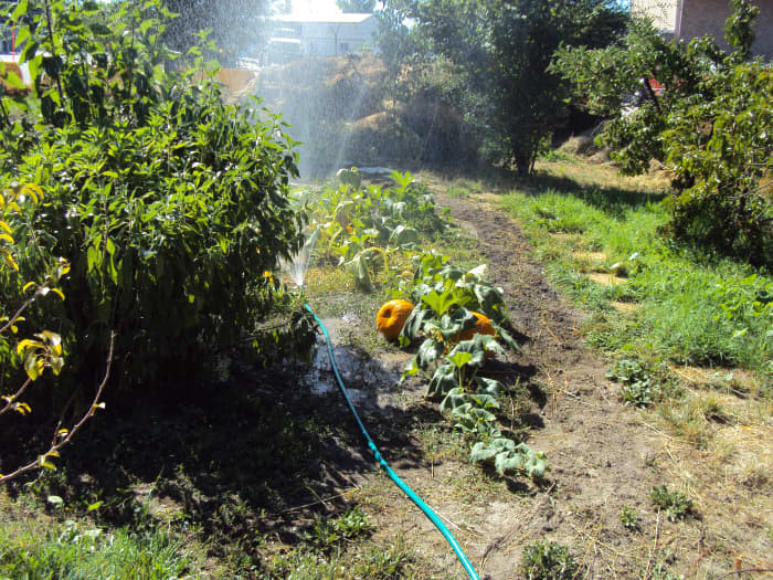 With good and timely efforts, and a little luck with late spring frosts, the harvest is assured. God willing.