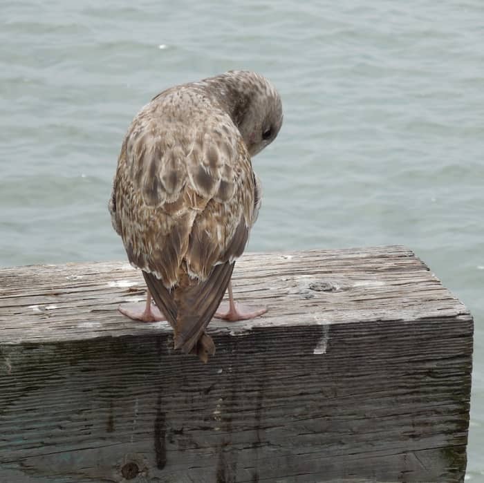 Immature western gull grooming at Port San Luis, California.
