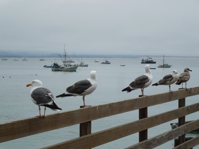 Western gulls at varying stages of maturity on rail of Harford Pier at Port San Luis, California