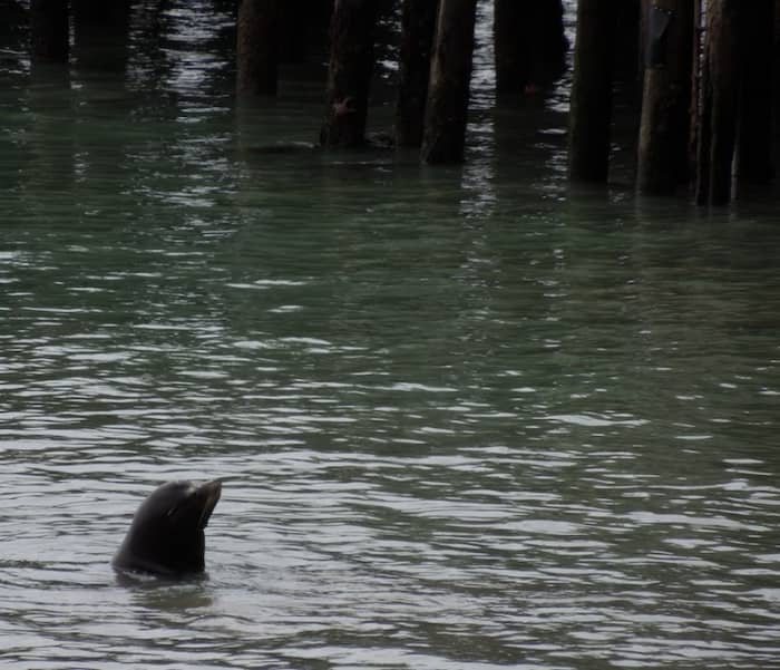 Harbor seal near Harford Pier at Port San Luis, California.