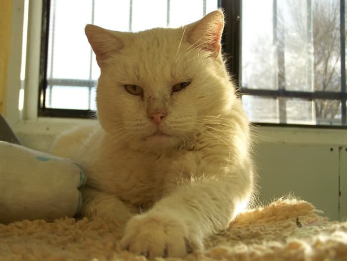 Senior cats can suffer from kidney disease even before signs are present.