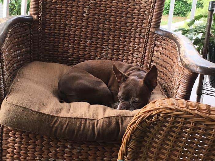My little allergy monster in her natural habitat. Since she loves being outside we so more frequent bathing during spring and fall as that is when her allergies tend to flare.