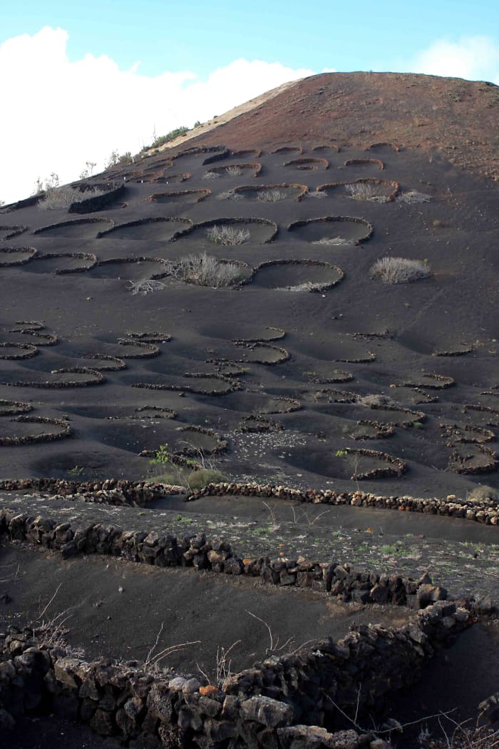 Just one of the hillsides at La Geria, dotted with semi-circular vine pits - one of the most interesting sights to be seen on Lanzarote