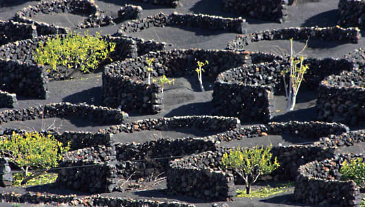 The characteristic semi-circular vine pits of La Geria on Lanzarote. At the time of the author / photographer's visit in February, most of the pits in fact seemed barren - the crop was only just beginning to spring into life