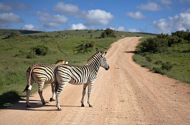 Sometimes we see animals in the road, but they're usually cows or goats. The wild animals usually stay in reserves.