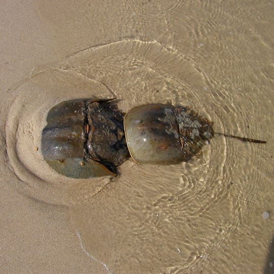 Quest Of A Living Fossil; Breeva, The Prehistoric Horseshoe Crab - HubPages