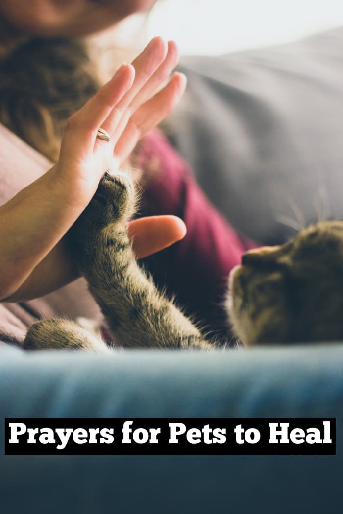 Your pet likes the sound of your voice. Your presence means something to them. Try to project a calm persona.