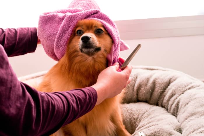 Our pets generate a lot of fur, but it doesn't necessarily have to go in the garbage! Here are a few ways to recycle your pet's fur.