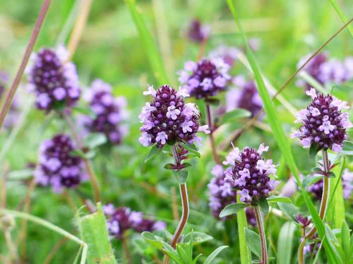 Thyme A Versatile Herb for Your Garden Dengarden