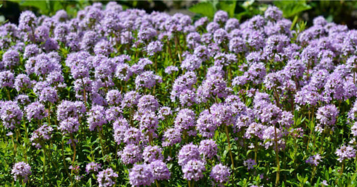 Thyme: A Versatile Herb for Your Garden - Dengarden