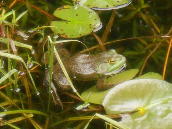 This photo, taken in East Haddam, CT in Spring is a reminder that spring brings new life to the ponds in the form of frog's eggs and tadpoles.