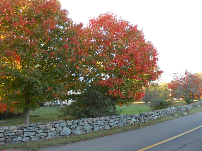 A walk down a country road in Fall in Connecticut yields a bounty of brightly colored leaves.