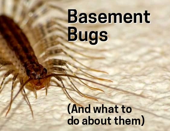 Basement Insect Identification: Bugs Living in Your Basement (With ...