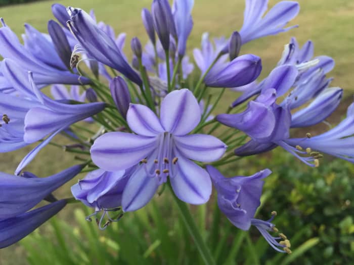 Some Aggies are a darker bluish-purple than others. They are also available in a very dark purple called Indigo Princess.