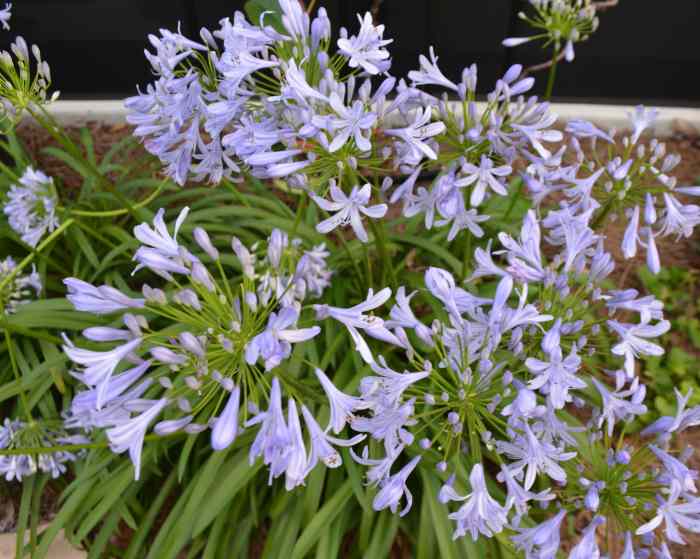 How to Grow Lily of the Nile (Agapanthus) Dengarden
