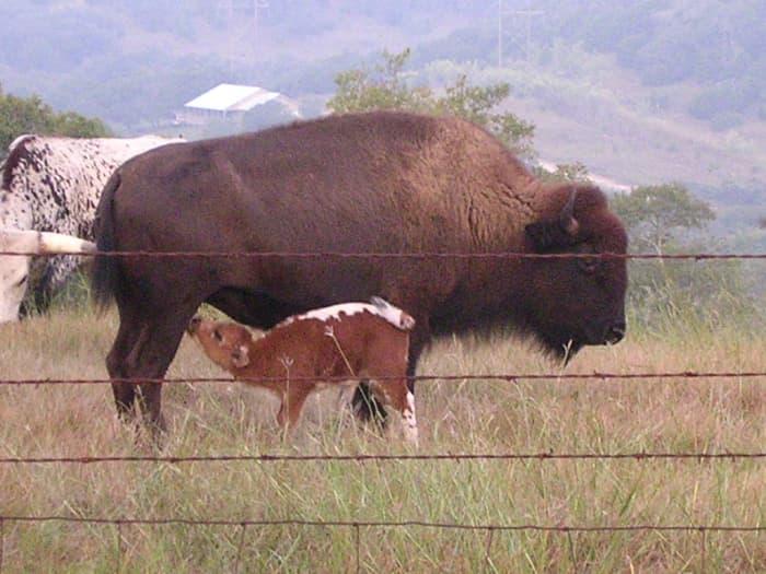 American Bison and Baby Beefalo. Bison and beefalo farms are increasing in number and herd sizes.