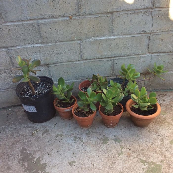 Jade plants, and many others, will cause vomiting if your cat eats some of the plant.