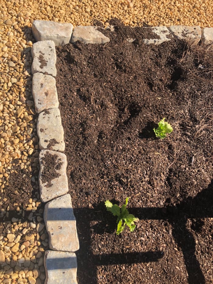 Feral cats, neighborhood cats, and occasionally a dog digs in my garden, making me a very unhappy gardener.