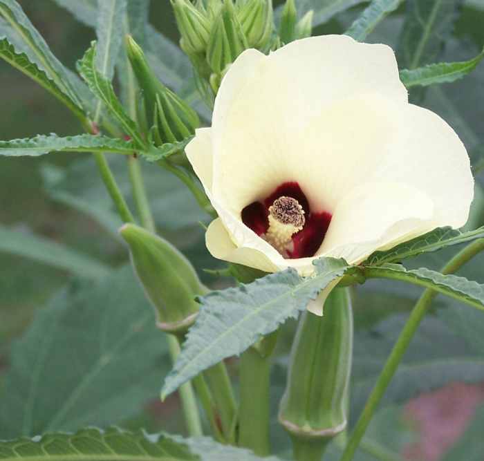 How to Grow Okra Dengarden