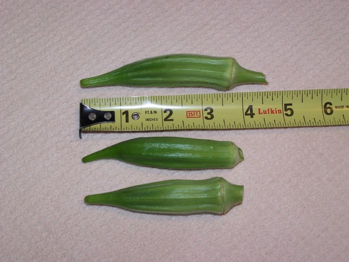 These pods are just right. They will be very tender, and are great for cooking any way you choose.