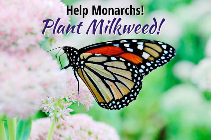 Help Monarch Butterflies by Planting Milkweed in Your Garden - Owlcation