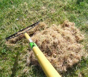 Raking thatch and removing plant debris help lawns to absorb water and nutrients. Aeration encourages the flow of oxygen to grass roots.