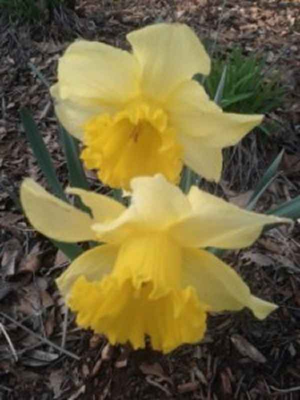 When to Plant Spring Flowers HubPages